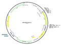17-pReg-CMV-Citrine-v1