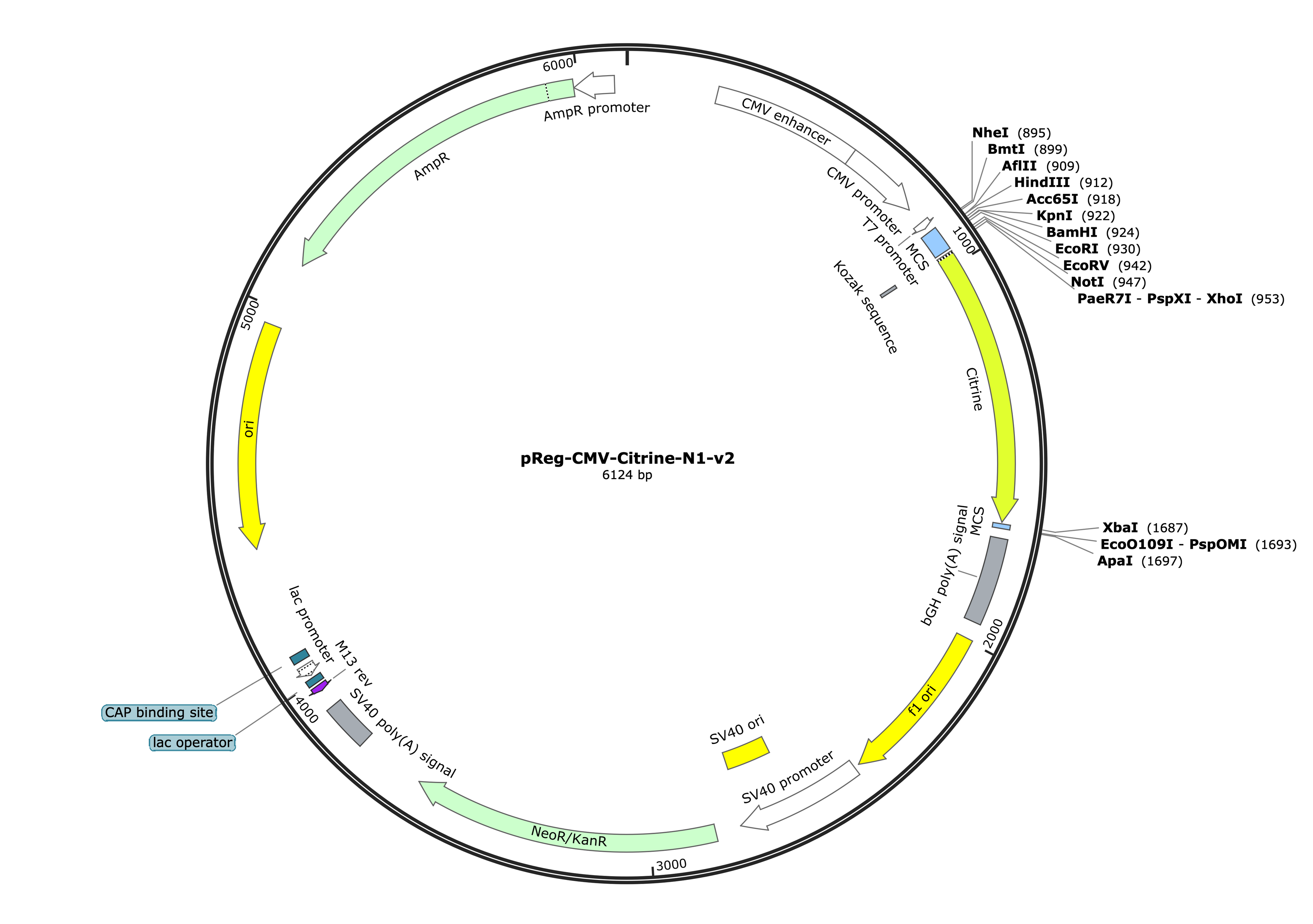 18-pReg-CMV-Citrine-N1-v2 (Digital Sequence)