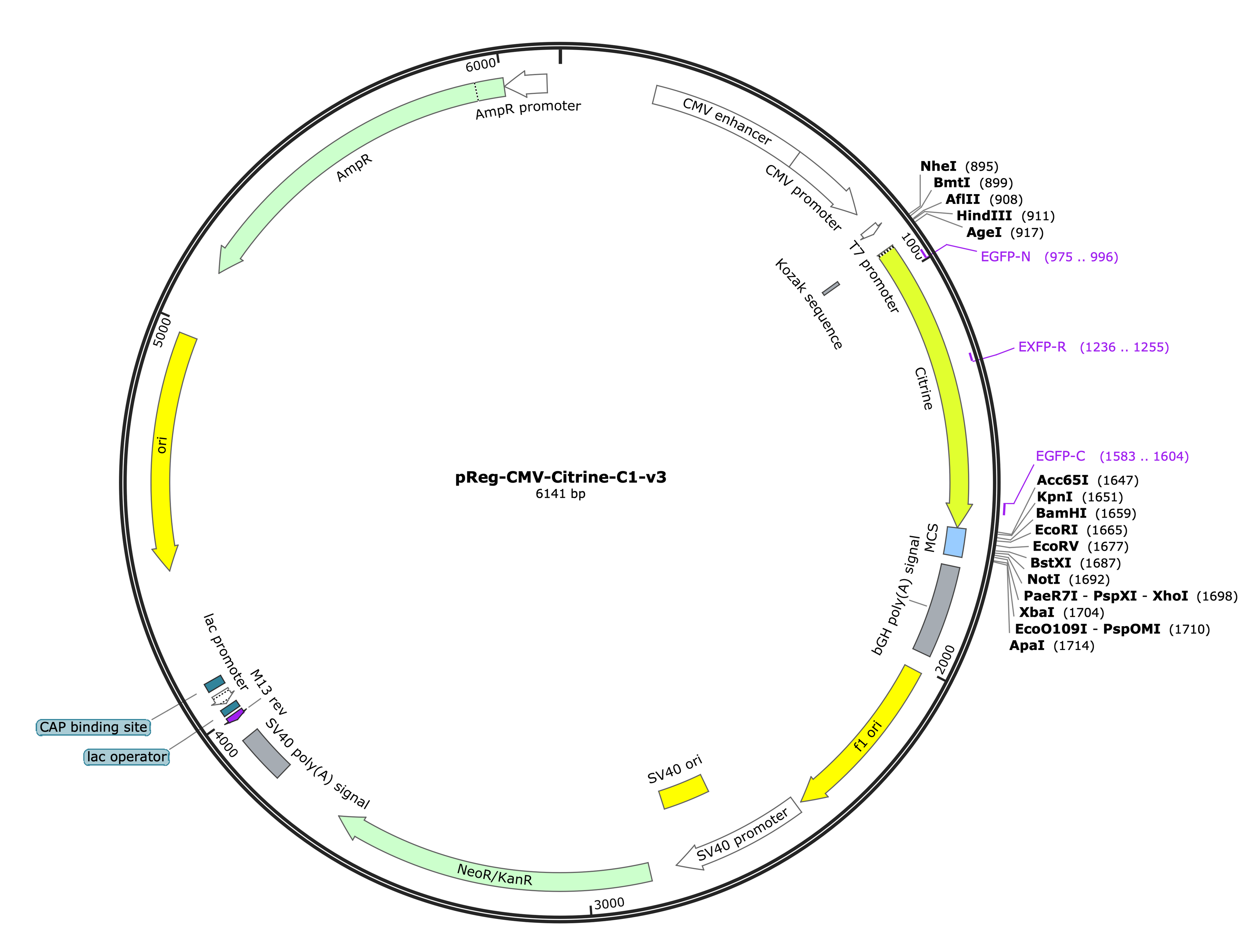 19-pReg-CMV-Citrine-C1-v3 (Digital Sequence)