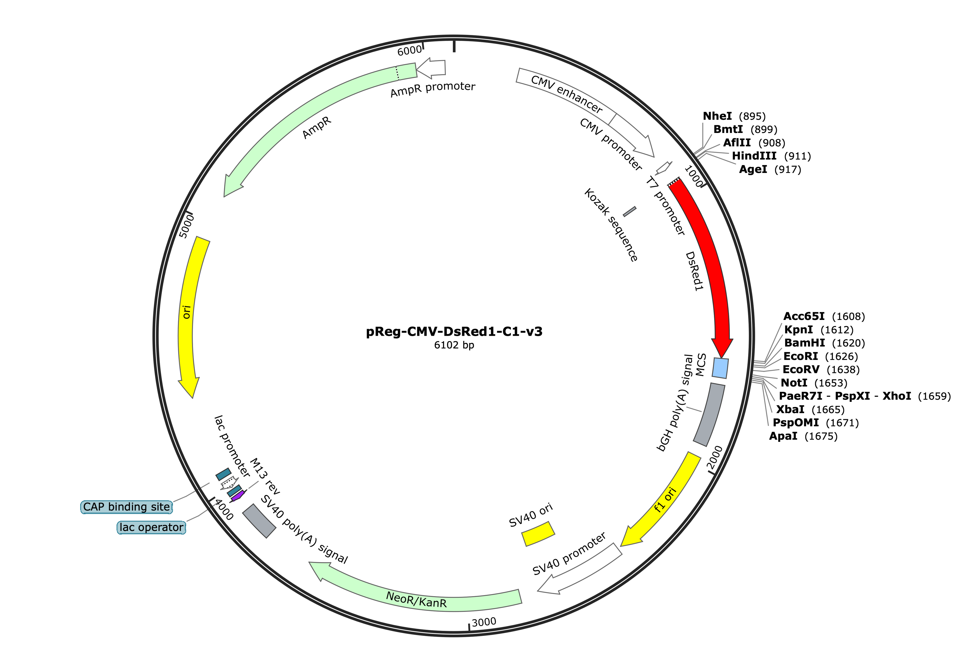 25-pReg-CMV-DsRed-C1-v3 (Digital Sequence)