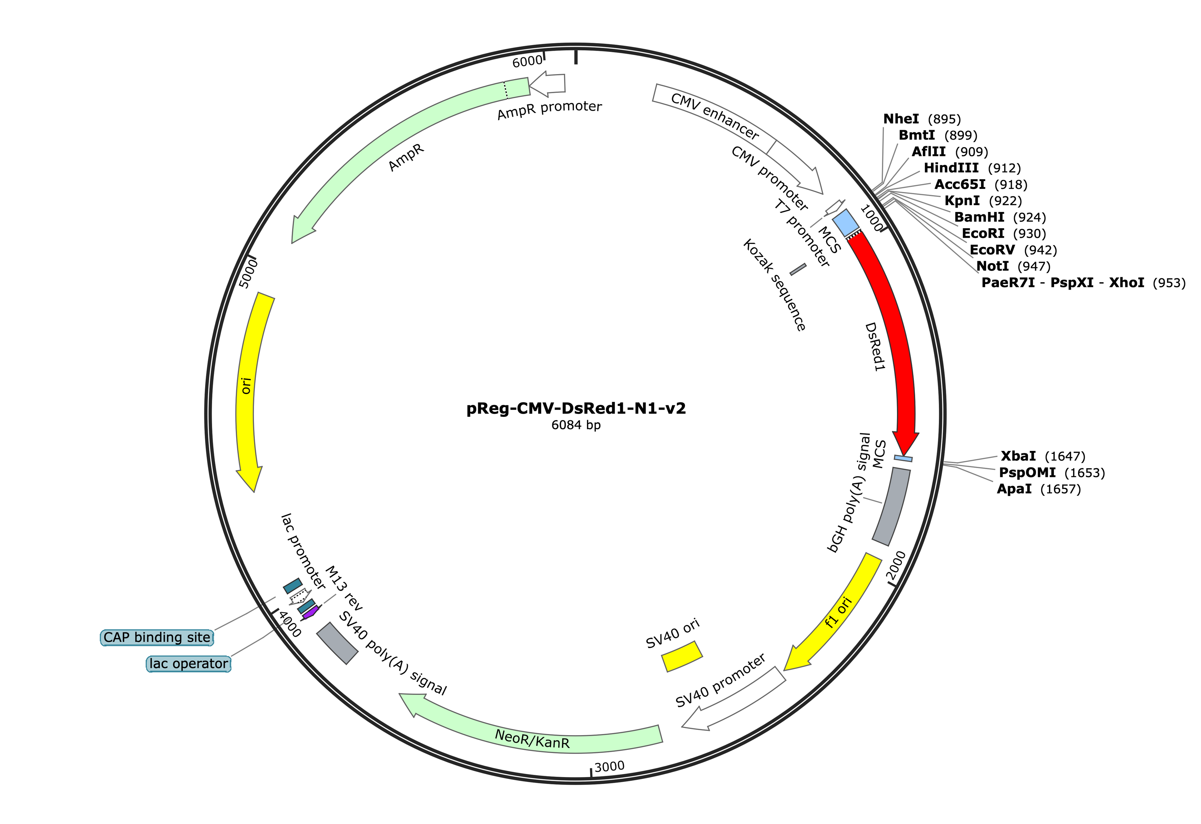 24-pReg-CMV-DsRed-N1-v2 (Digital Sequence)