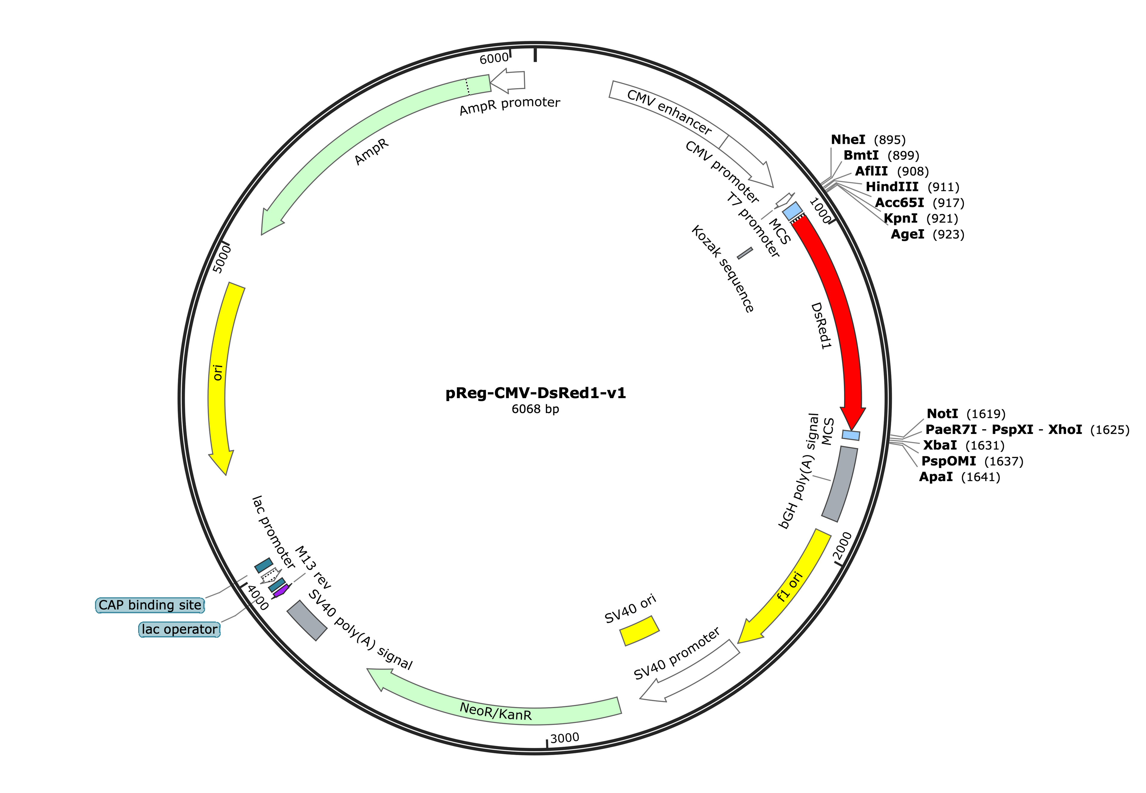 23-pReg-CMV-DsRed-v1 (Digital Sequence)