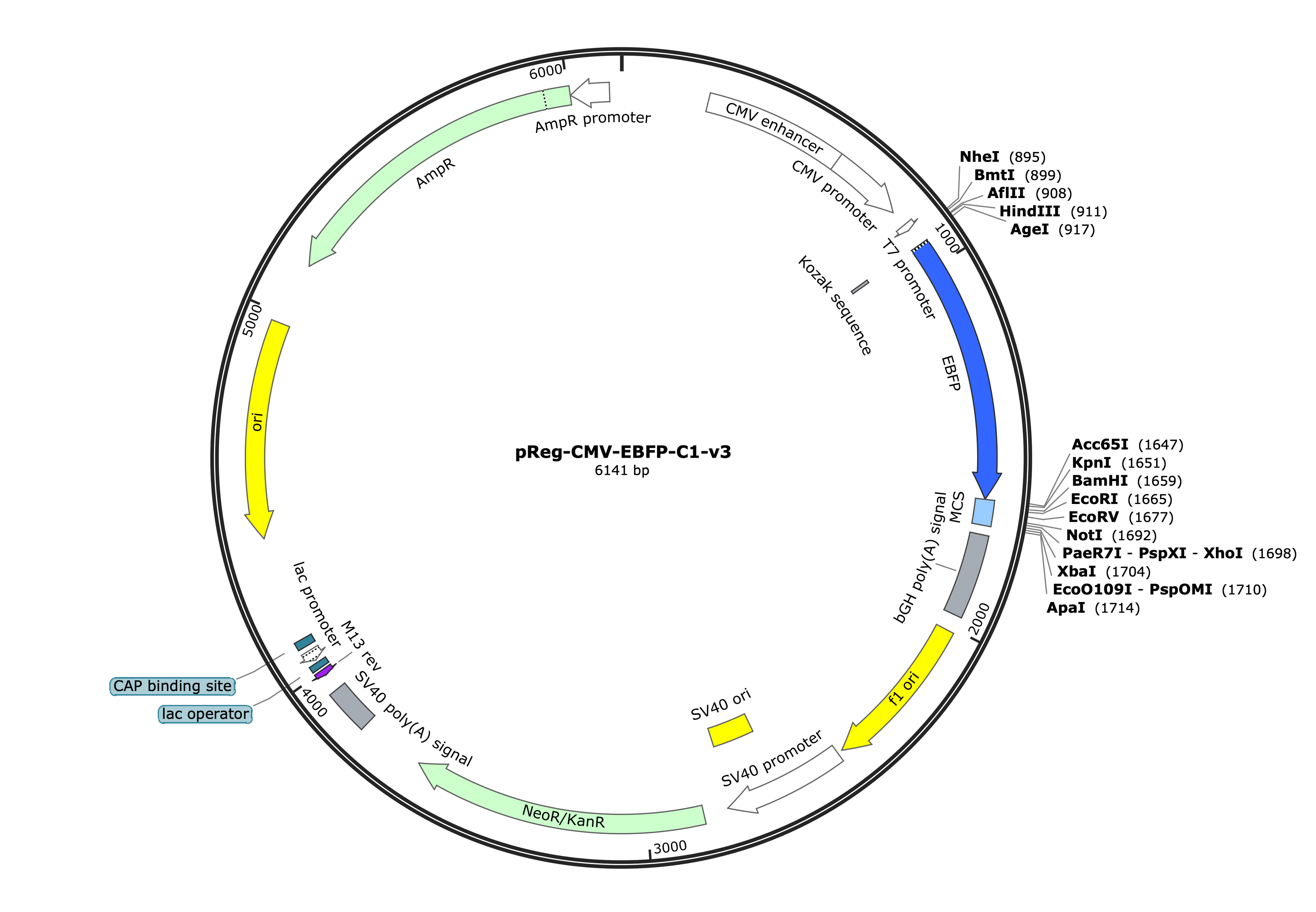 31-pReg-CMV-EBFP-C1-v3 (Digital Sequence)