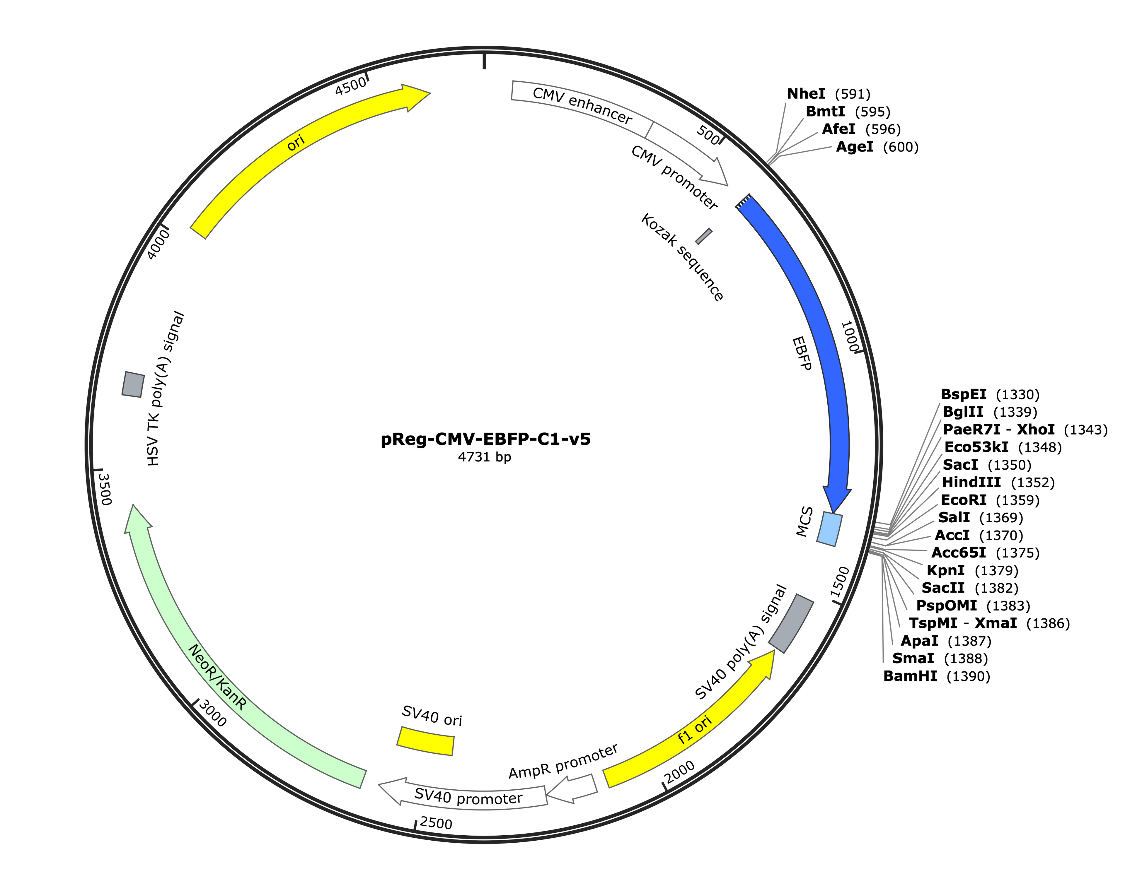 33-pReg-CMV-EBFP-C1-v5 (Digital Sequence)