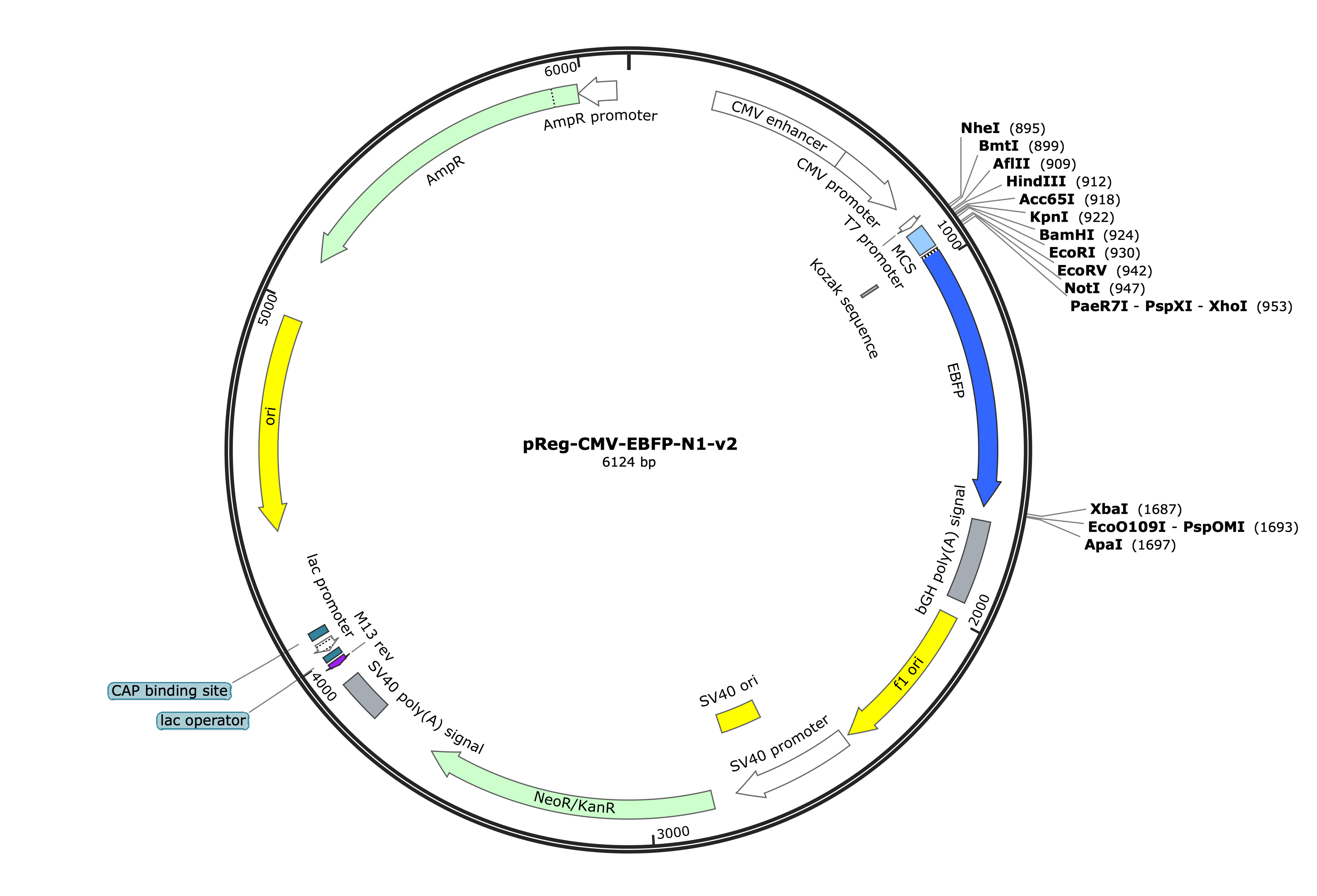 30-pReg-CMV-EBFP-N1-v2 (Digital Sequence)