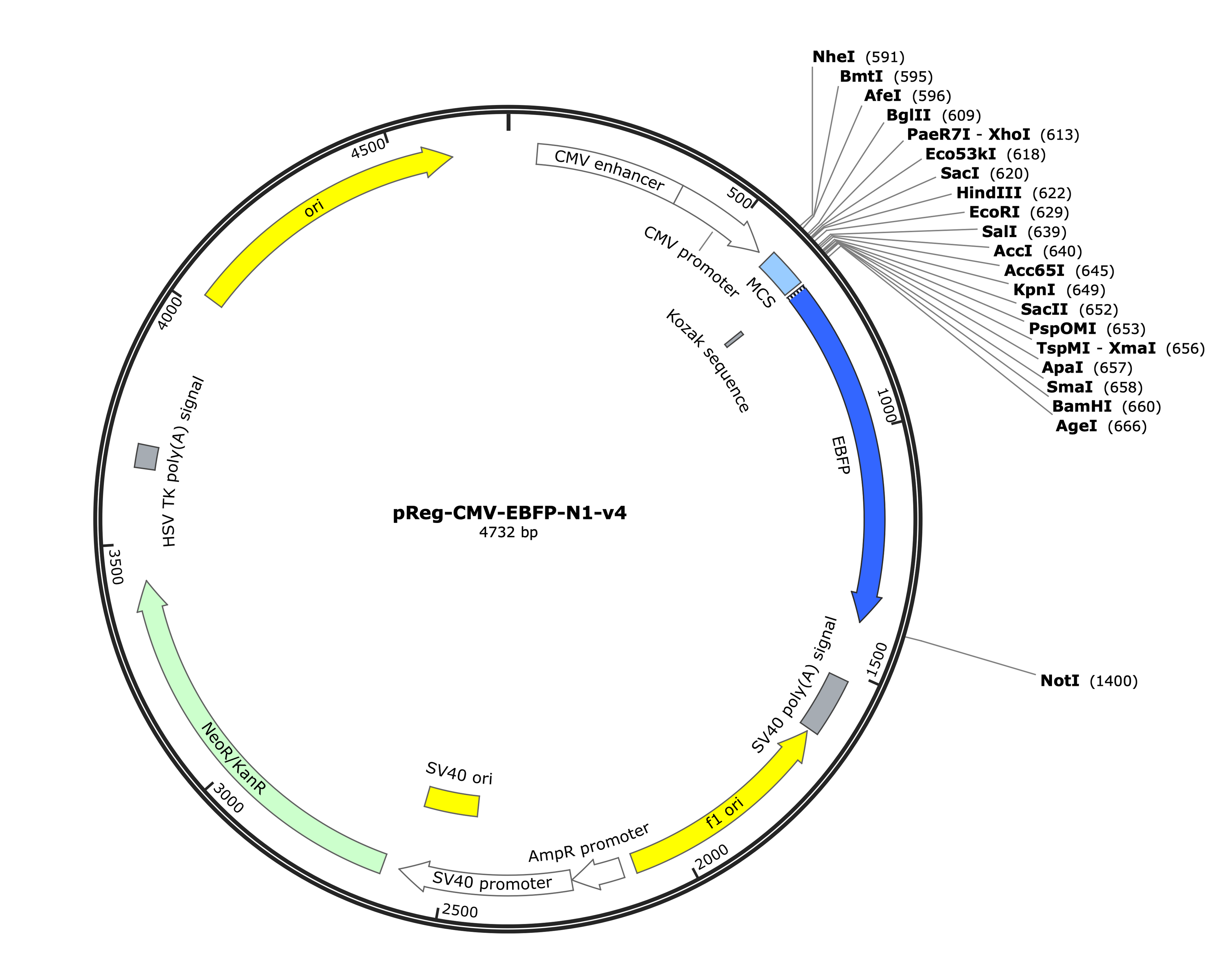 32-pReg-CMV-EBFP-N1-v4 (Digital Sequence)