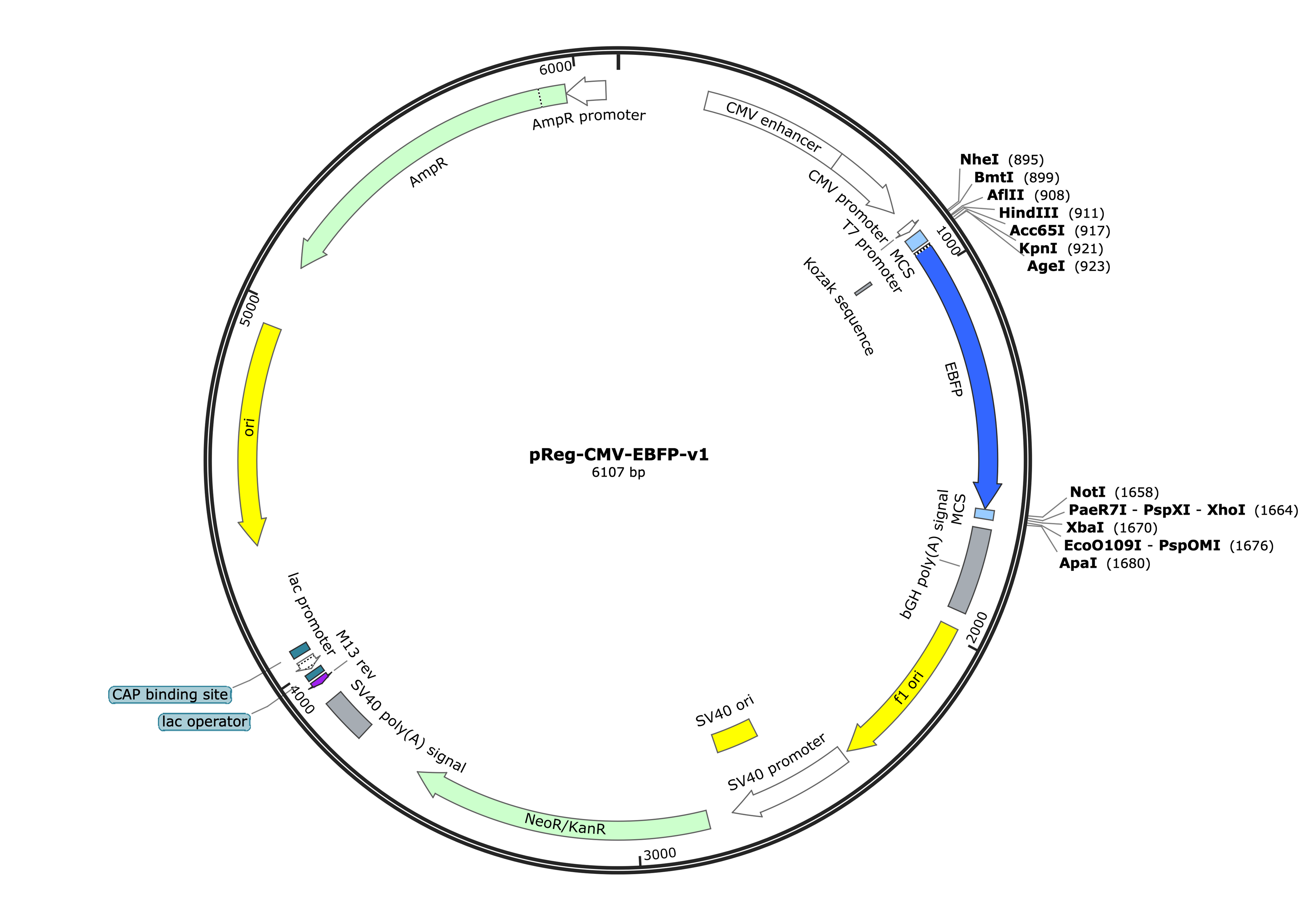 29-pReg-CMV-EBFP-v1 (Digital Sequence)