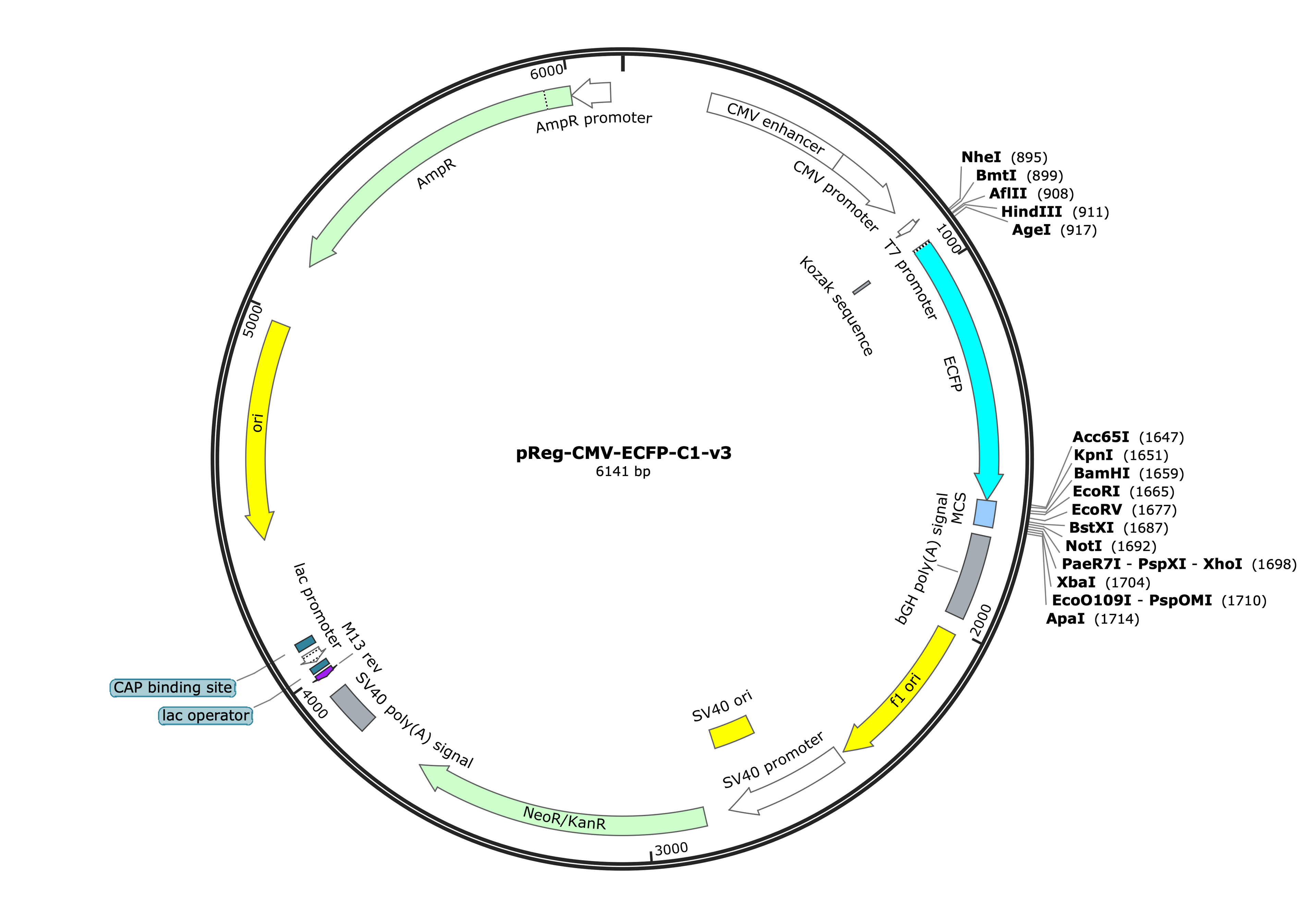 36-pReg-CMV-ECFP-C1-v3 (Digital Sequence)
