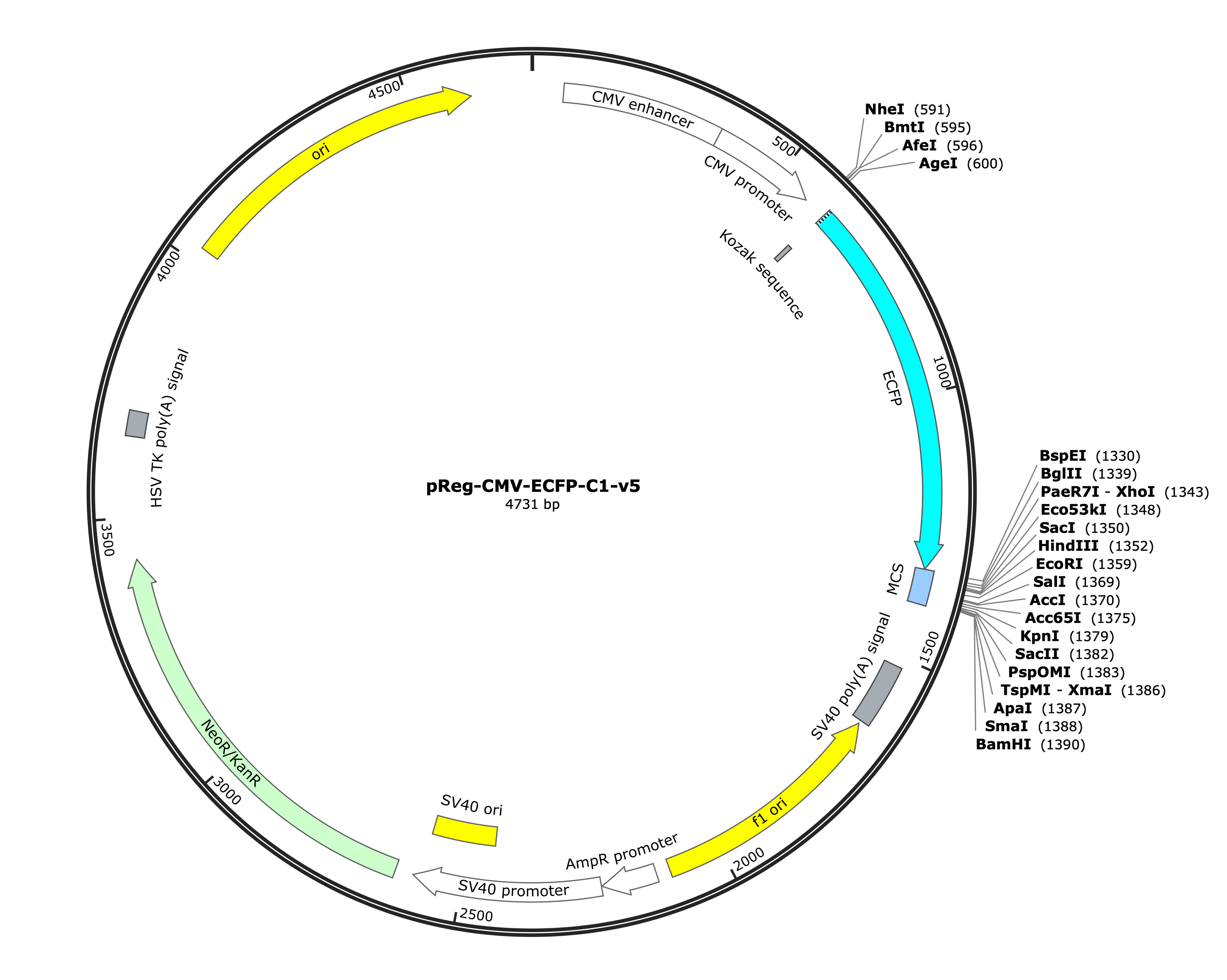 38-pReg-CMV-ECFP-C1-v5 (Digital Sequence)