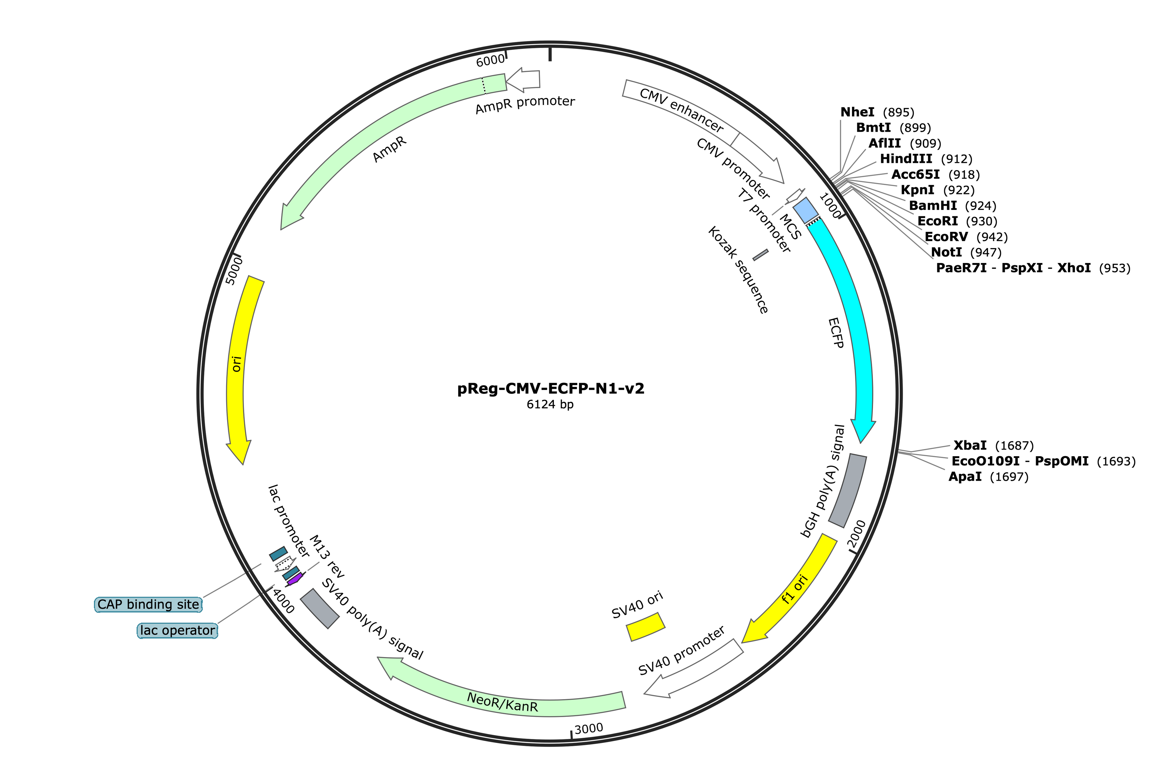 35-pReg-CMV-ECFP-N1-v2 (Digital Sequence)
