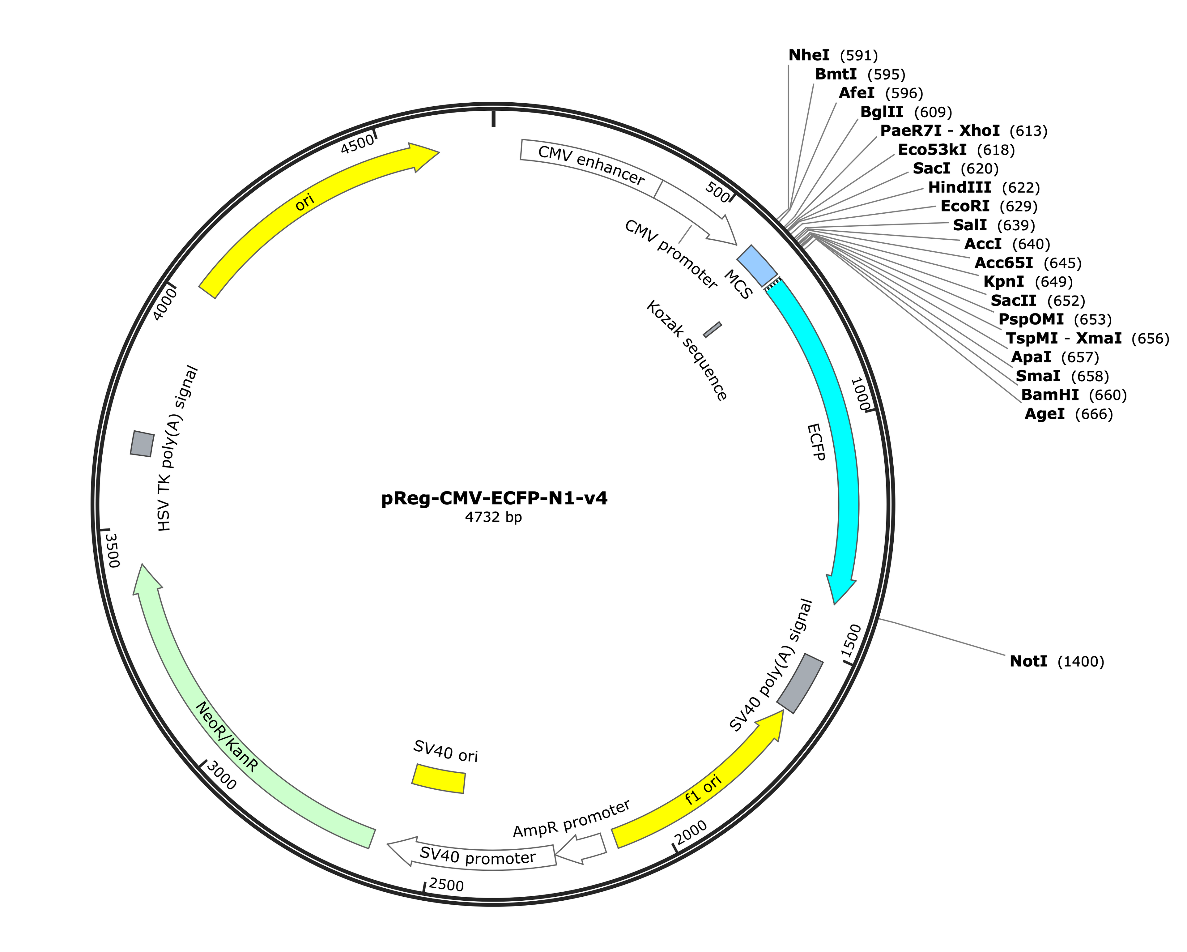 37-pReg-CMV-ECFP-N1-v4 (Digital Sequence)