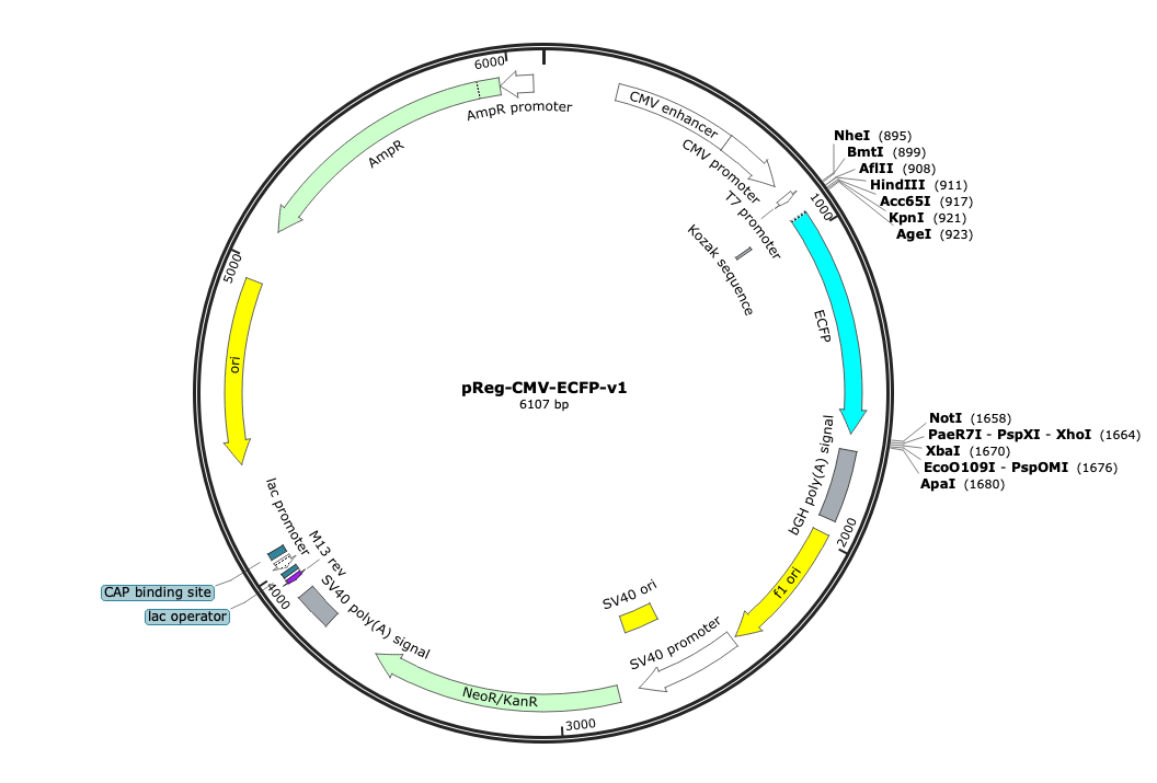 34-pReg-CMV-ECFP-v1 (Digital Sequence)