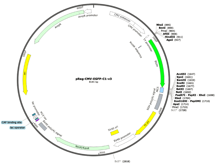 3-pReg-CMV-EGFP-C1-v3 (Digital Sequence)