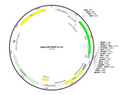 5-pReg-CMV-EGFP-C1-v5