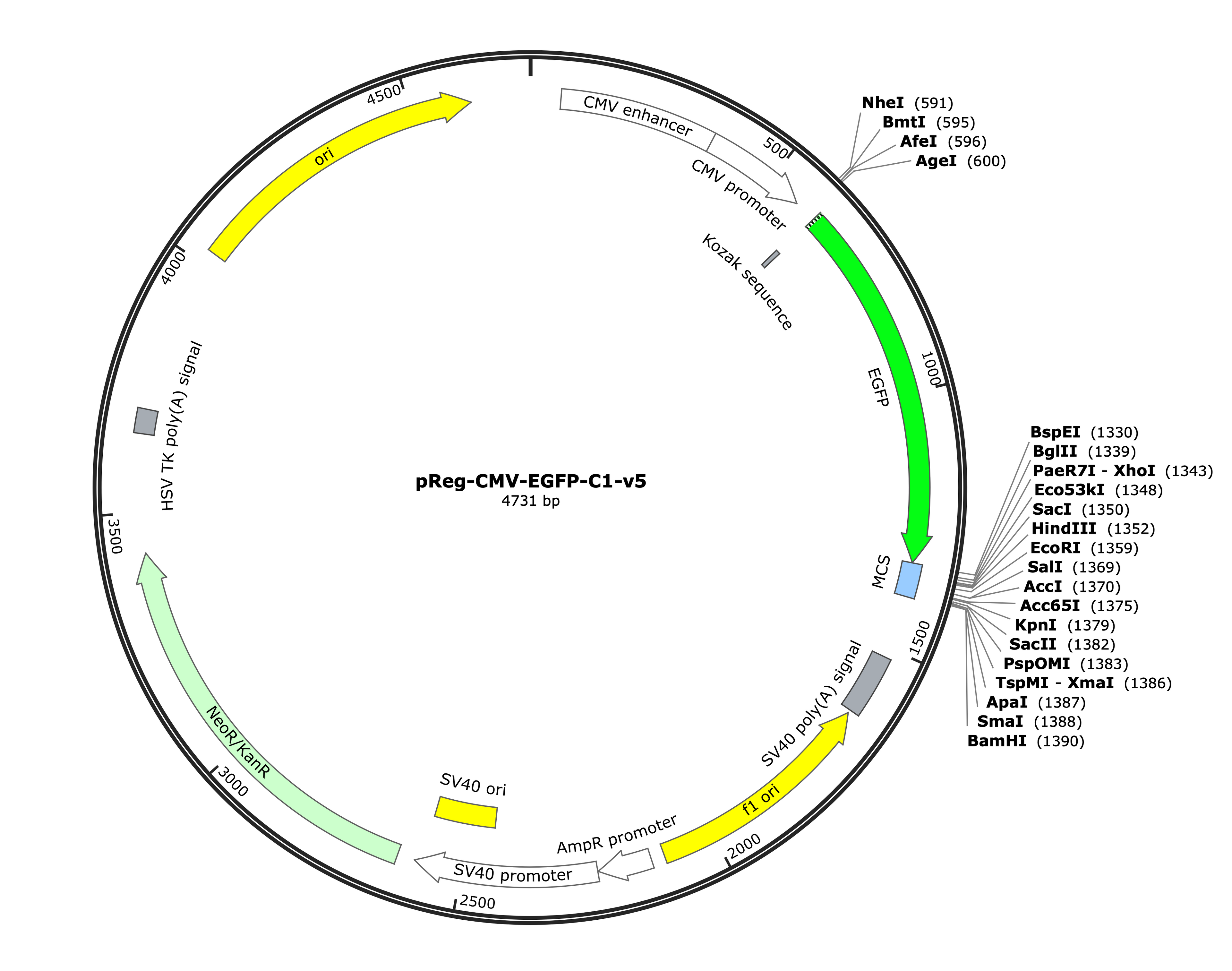 5-pReg-CMV-EGFP-C1-v5 (Digital Sequence)