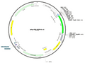 2-pReg-CMV-EGFP-N1-v2