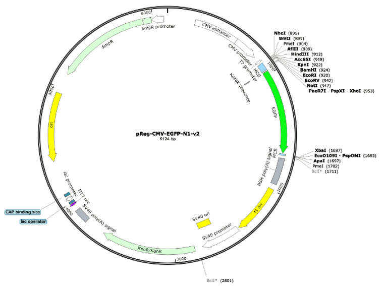 2-pReg-CMV-EGFP-N1-v2 (Digital Sequence)