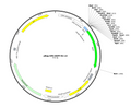 4-pReg-CMV-EGFP-N1-v4