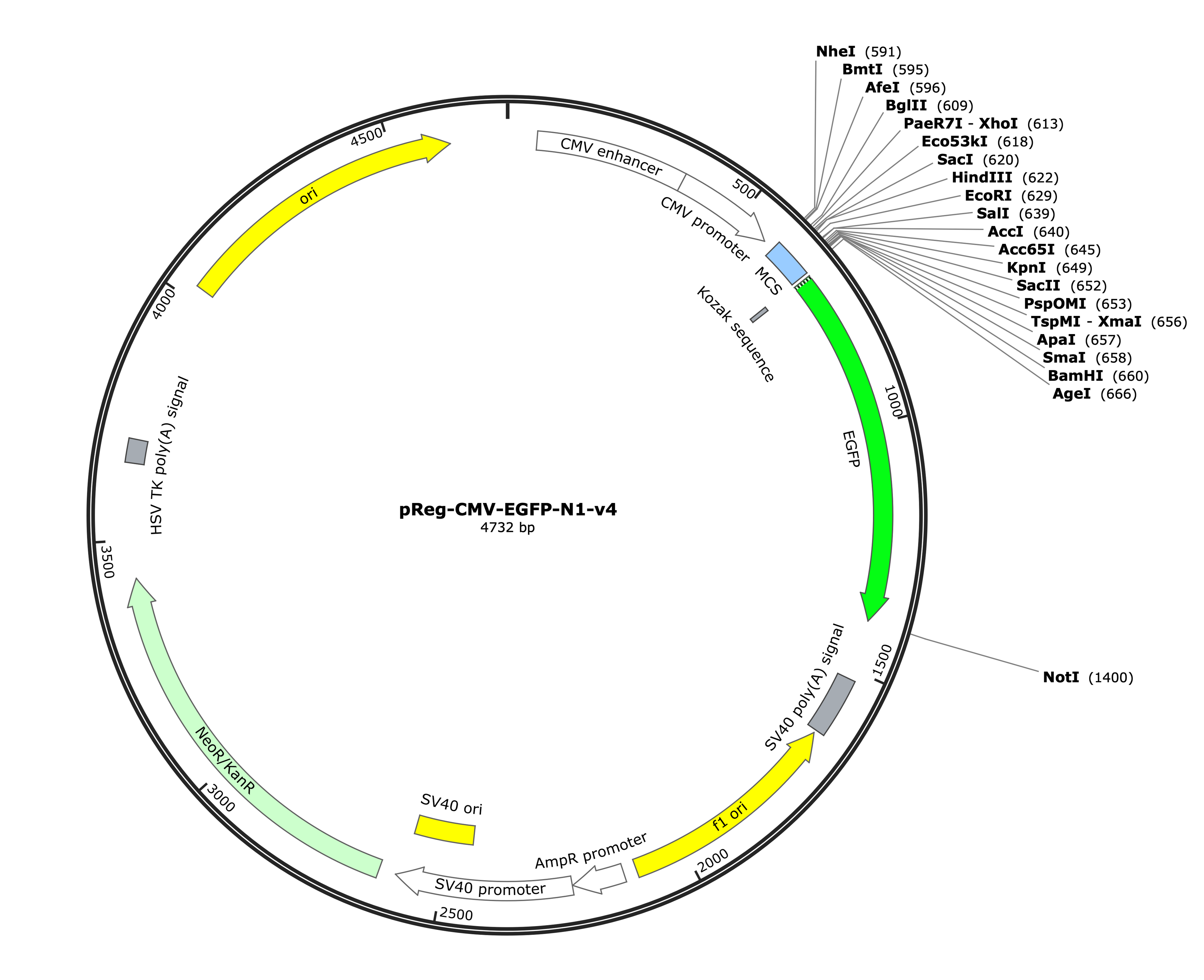 4-pReg-CMV-EGFP-N1-v4 (Digital Sequence)