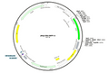 1-pReg-CMV-EGFP-v1