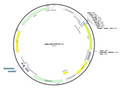 11-pReg-CMV-EYFP-N1-v2