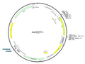 10-pReg-CMV-EYFP-v1