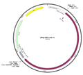 39-pReg-CMV-LacZ-v1