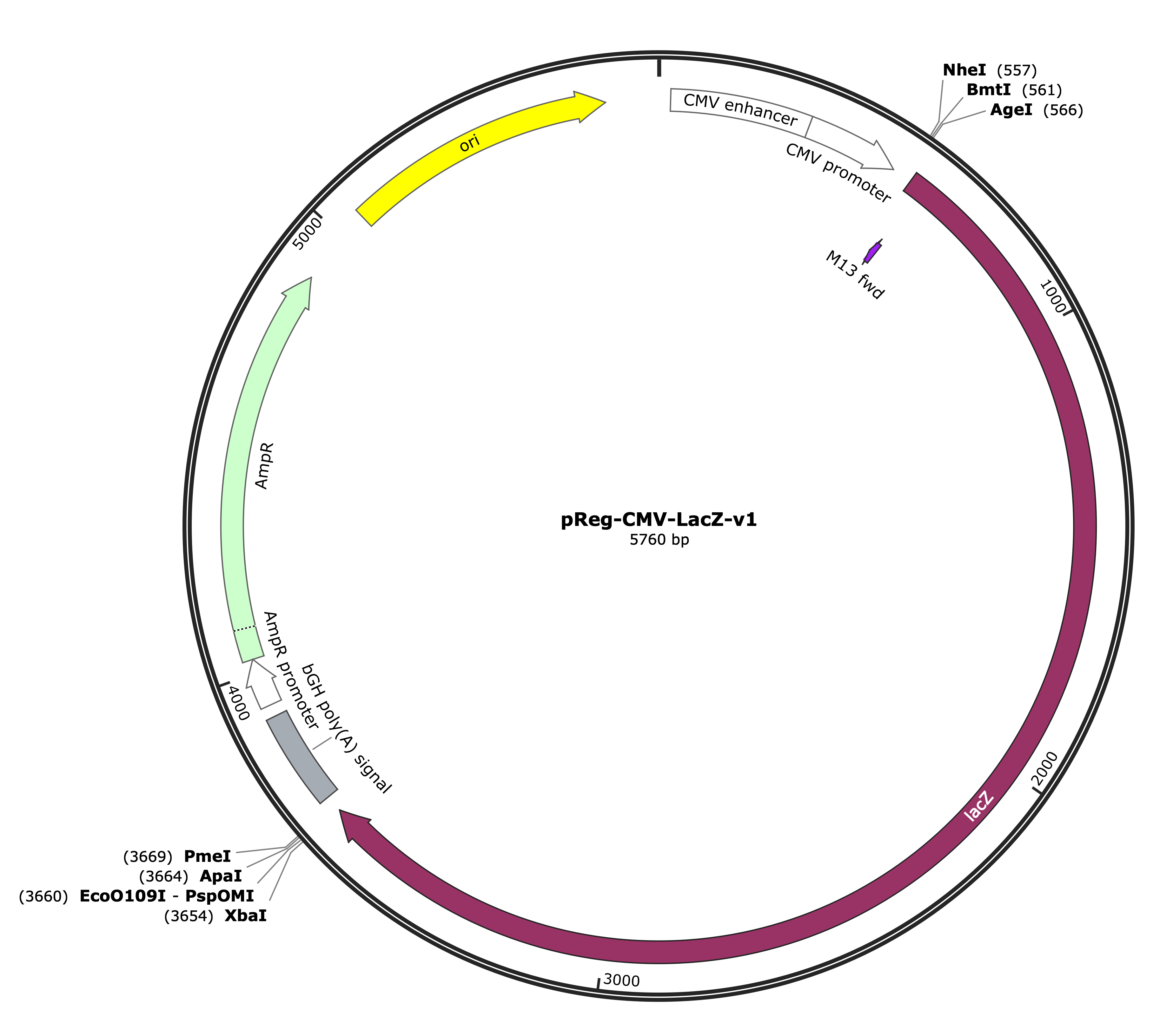 39-pReg-CMV-LacZ-v1 (Digital Sequence)