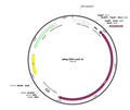 40-pReg-CMV-LacZ-v2