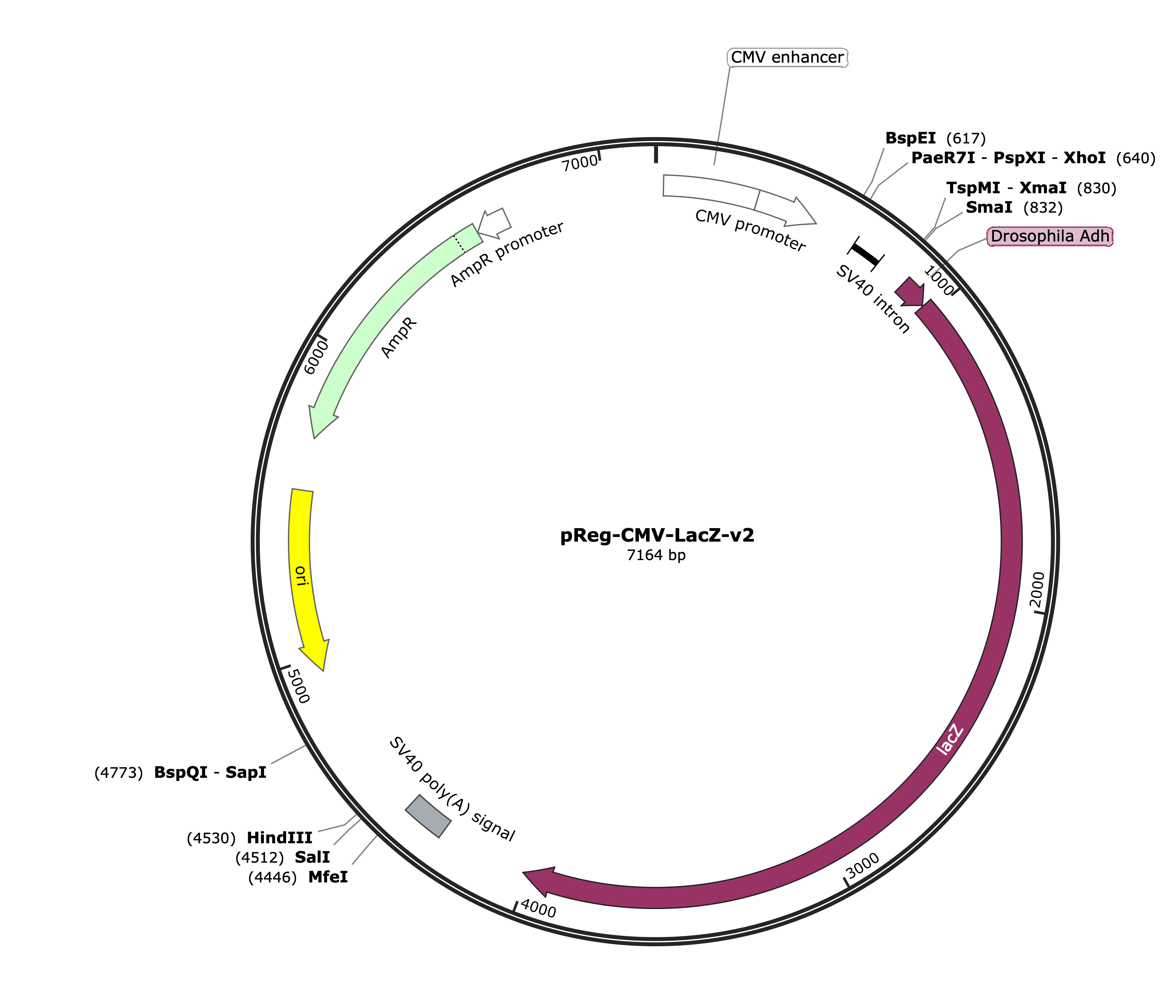 40-pReg-CMV-LacZ-v2 (Digital Sequence)