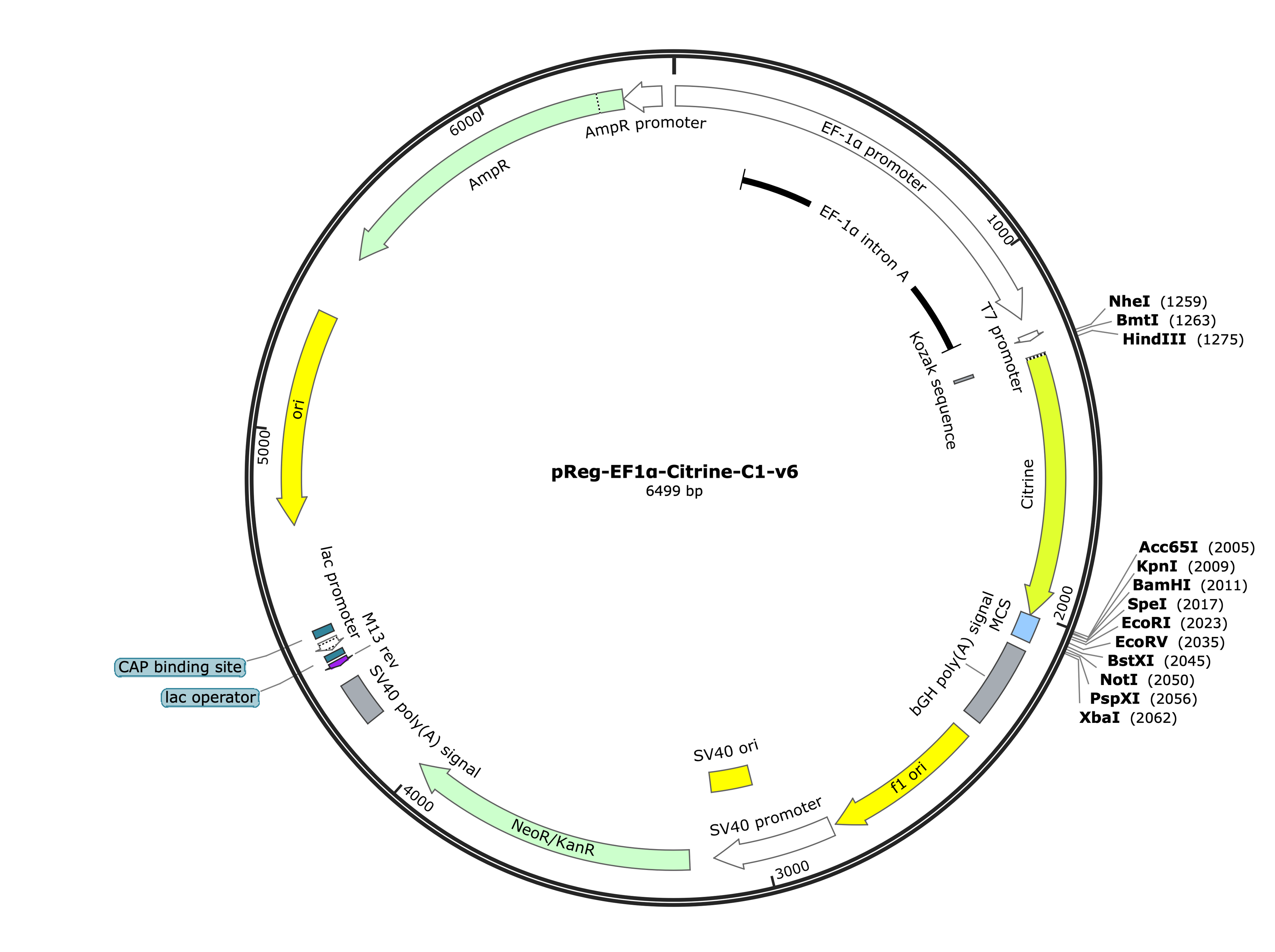 22-pReg-EF1a-Citrine-C1-v6 (Digital Sequence)