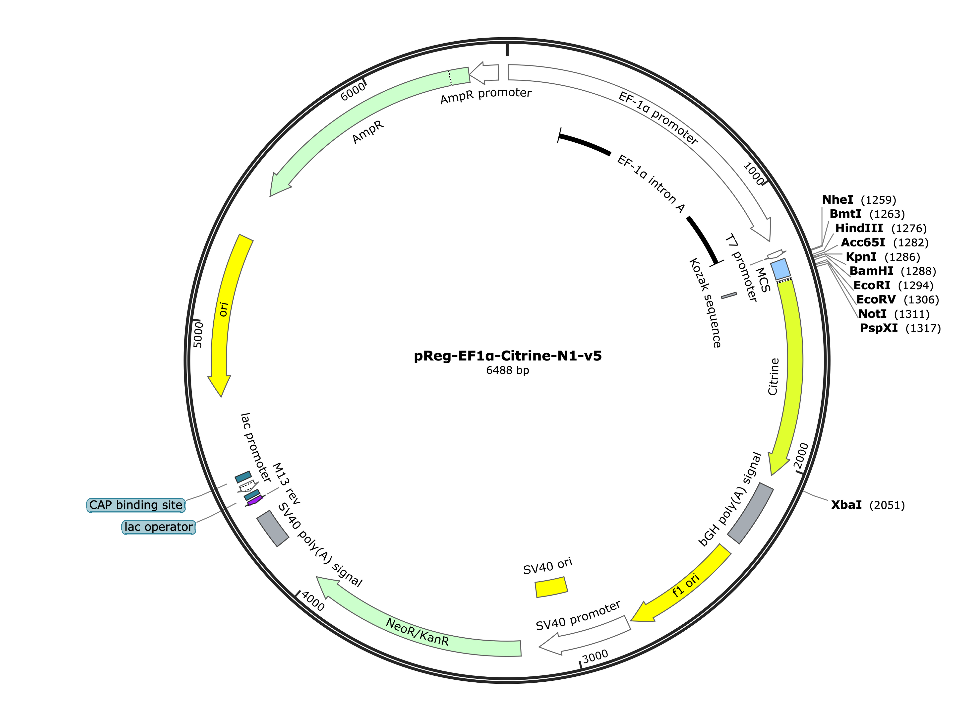 21-pReg-EF1a-Citrine-N1-v5 (Digital Sequence)