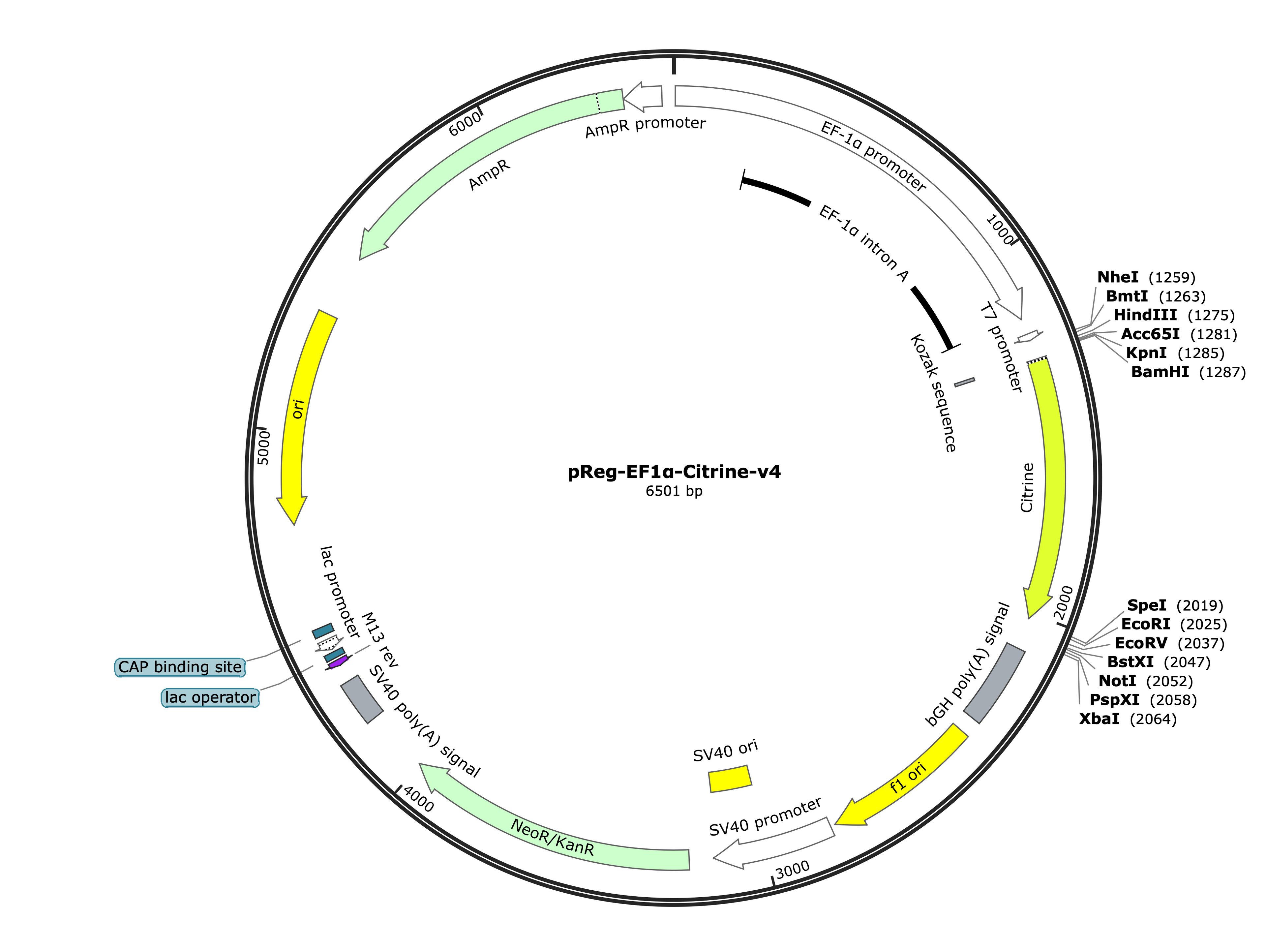 20-pReg-EF1a-Citrine-v4 (Digital Sequence)