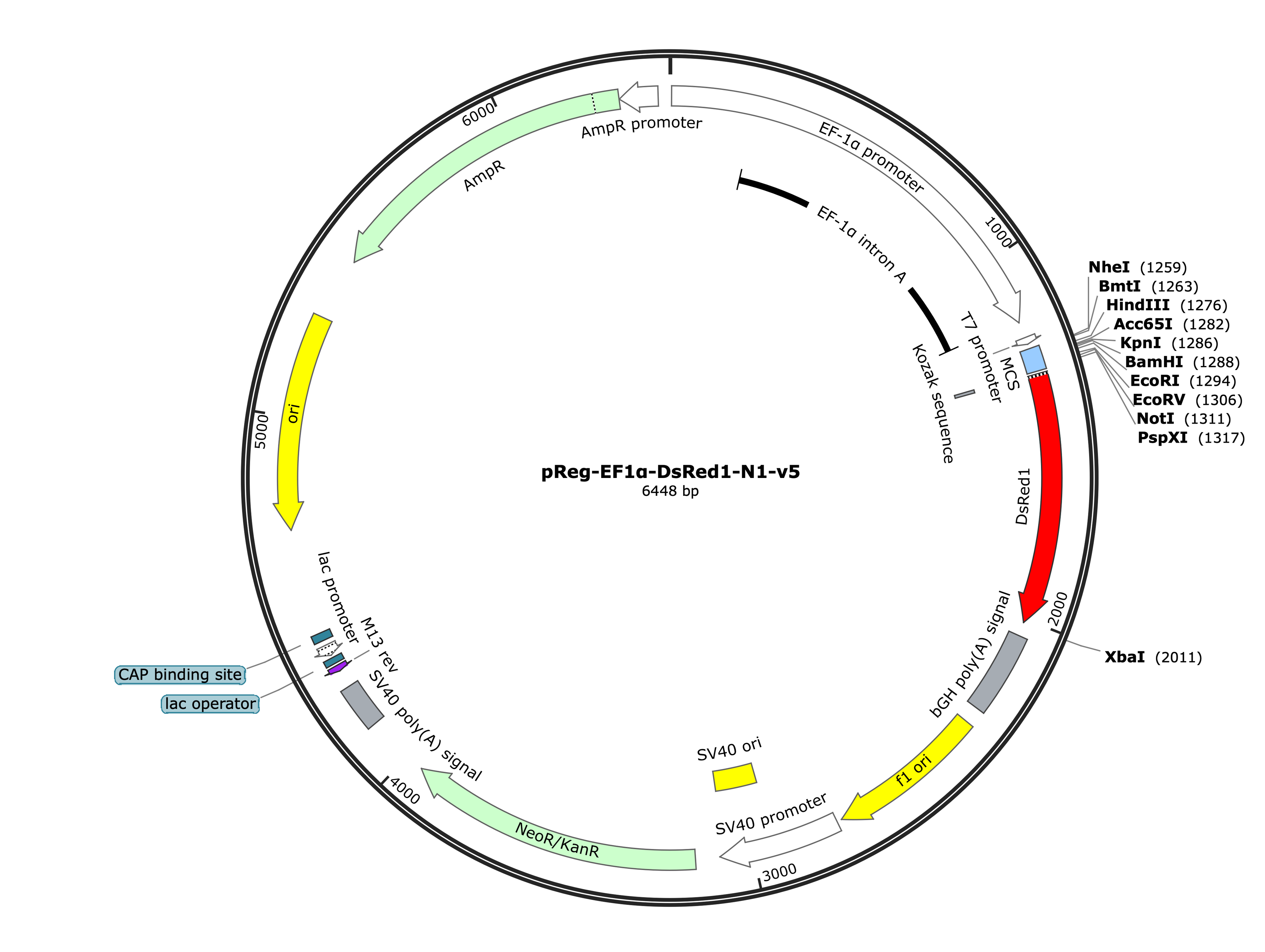 27-pReg-Ef1a-DsRed-N1-v5 (Digital Sequence)
