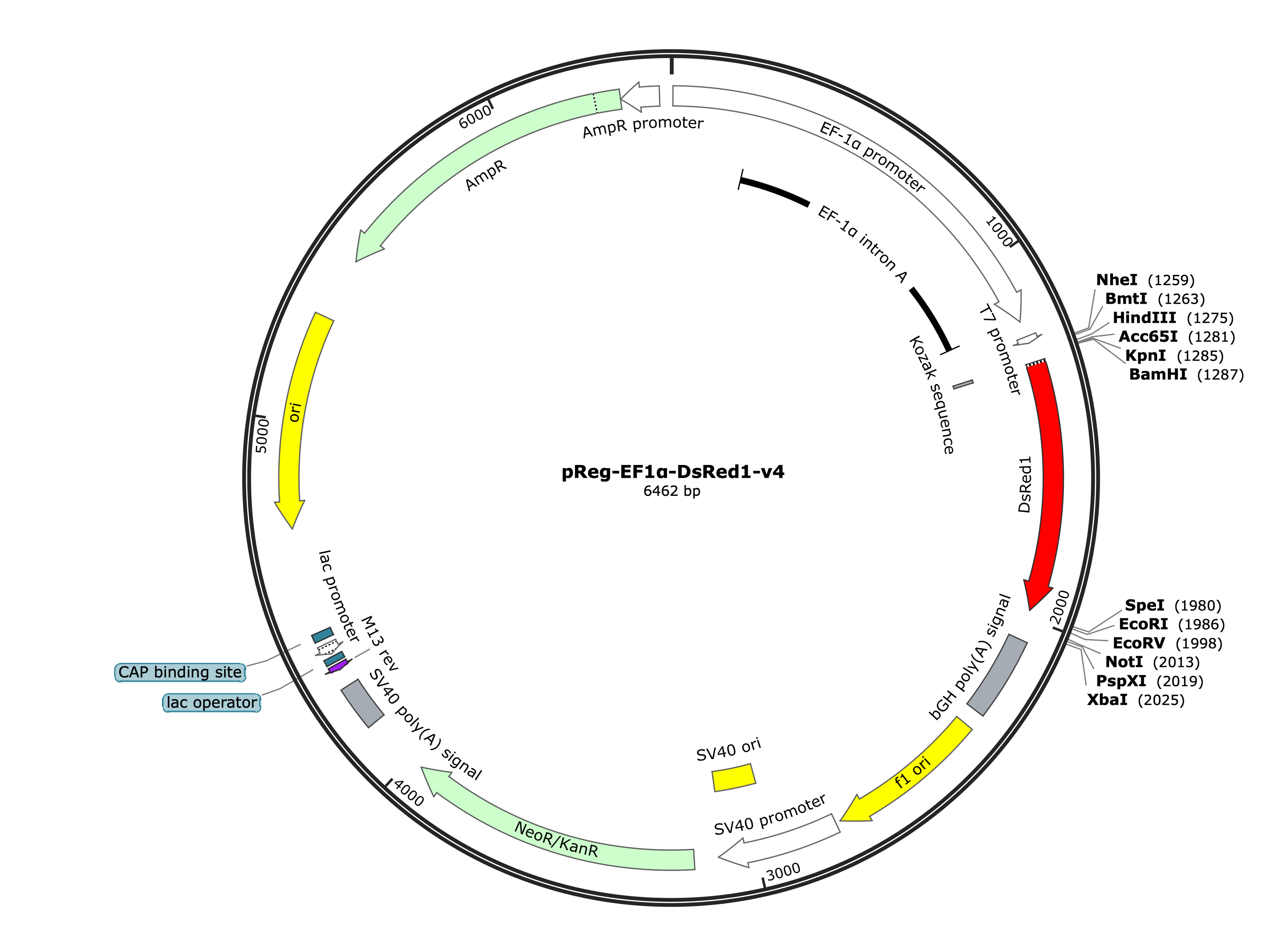 26-pReg-Ef1a-DsRed-v4 (Digital Sequence)