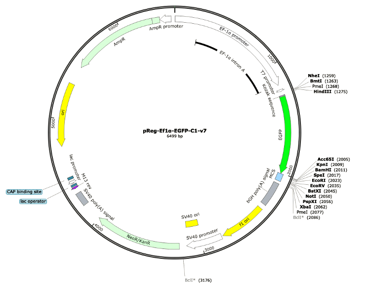 7-pReg-EF1a-EGFP-C1-v7 (Digital Sequence)