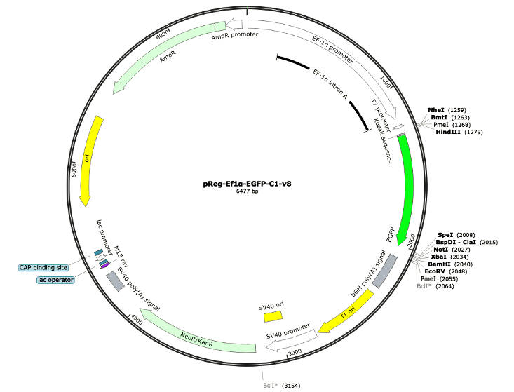 8-pReg-EF1a-EGFP-C1-v8 (Digital Sequence)