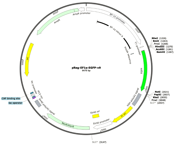 9-pReg-EF1a-EGFP-v9 (Digital Sequence)