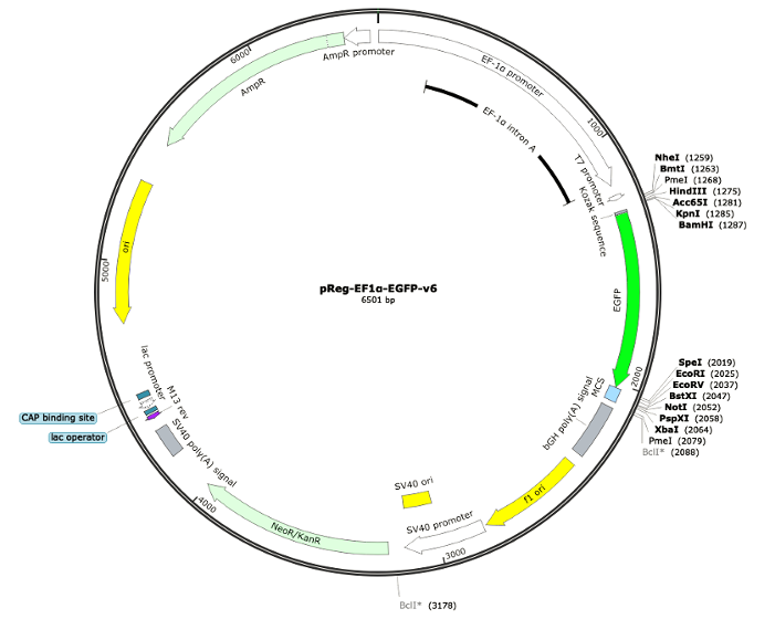 6-pReg-EF1a-EGFP-v6 (Digital Sequence)